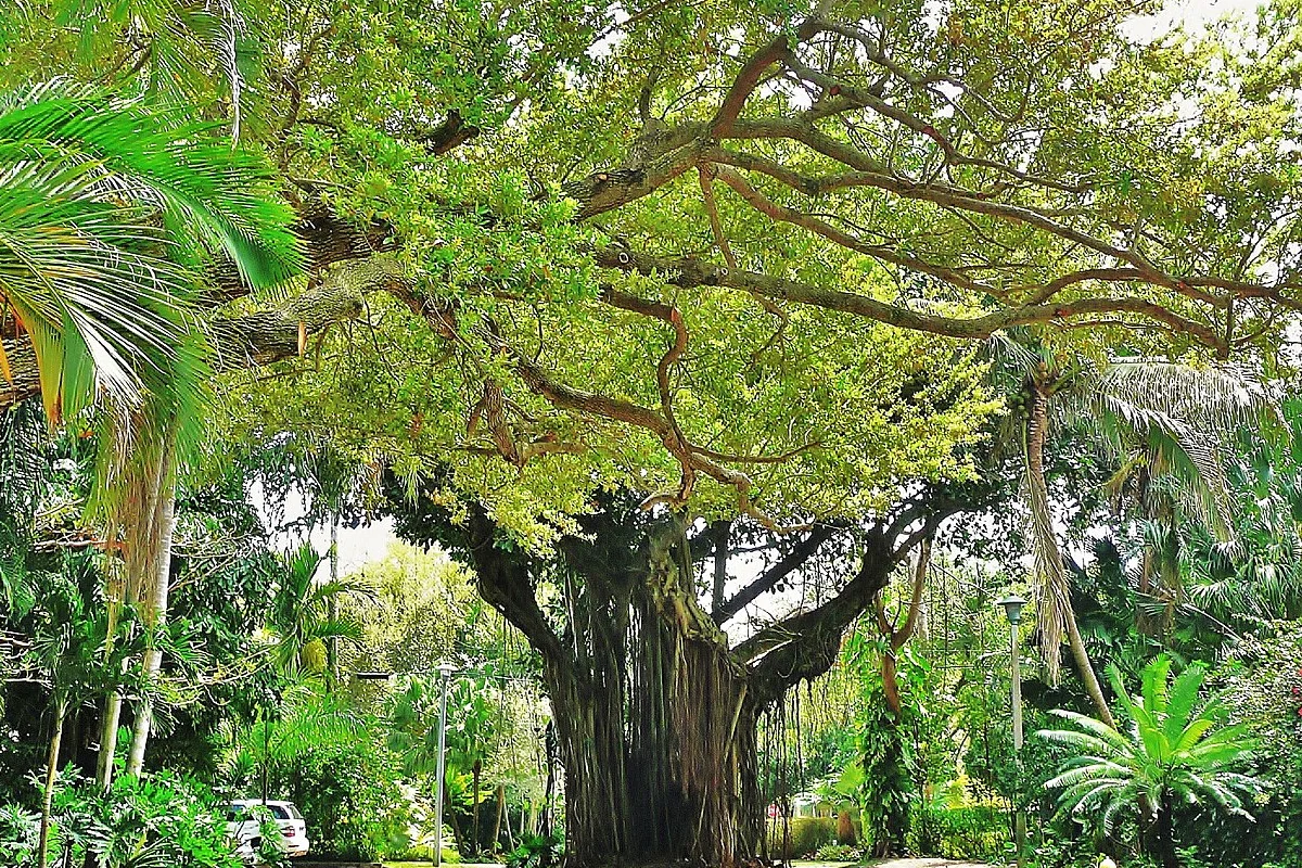 Coral Gables Coconut Grove tree-lined streets Miami